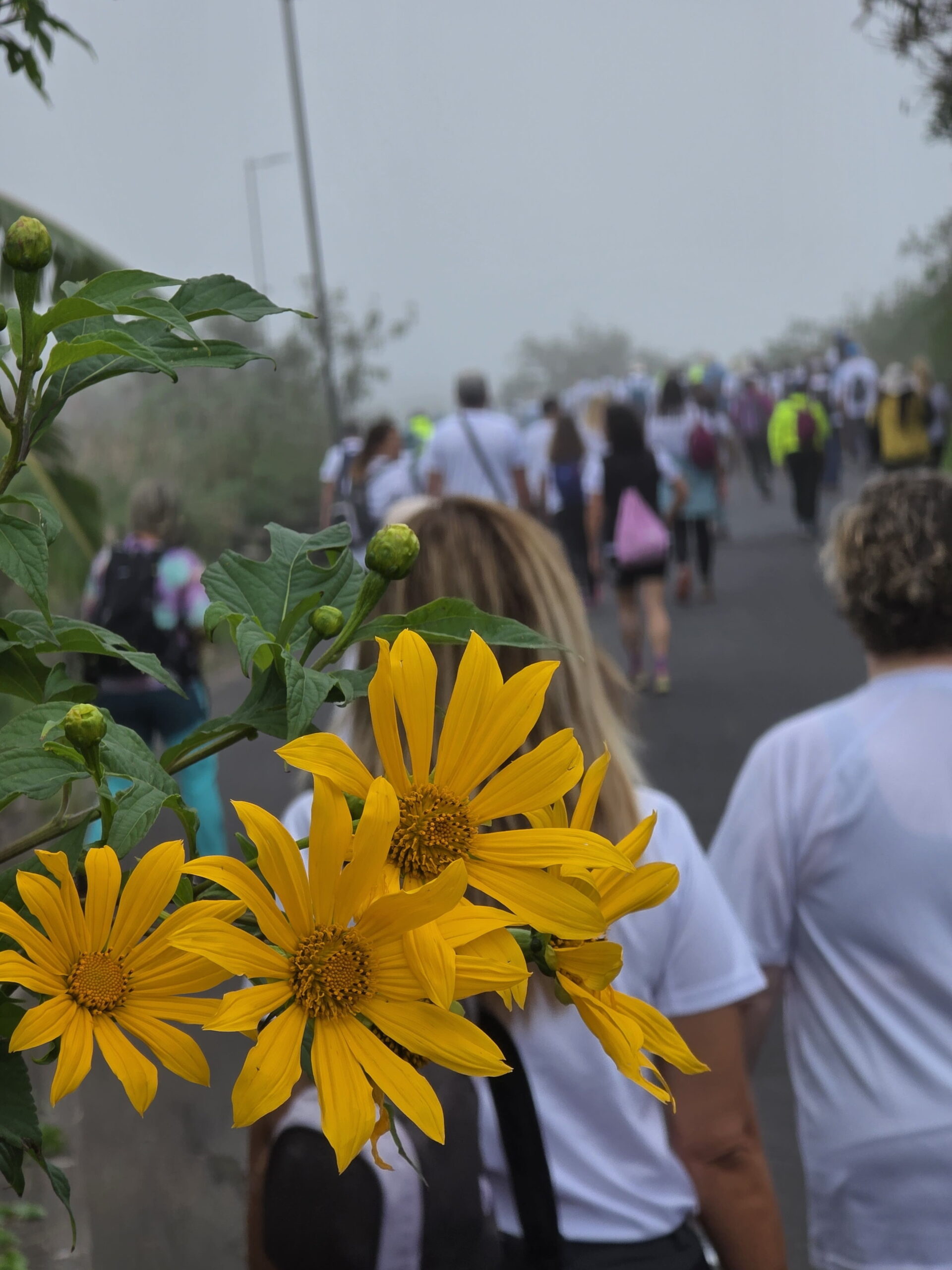 III Caminata